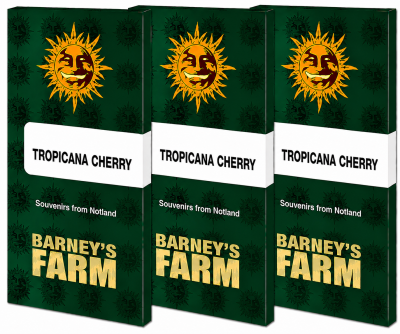 картинка Tropicana Cherry от магазина Semki