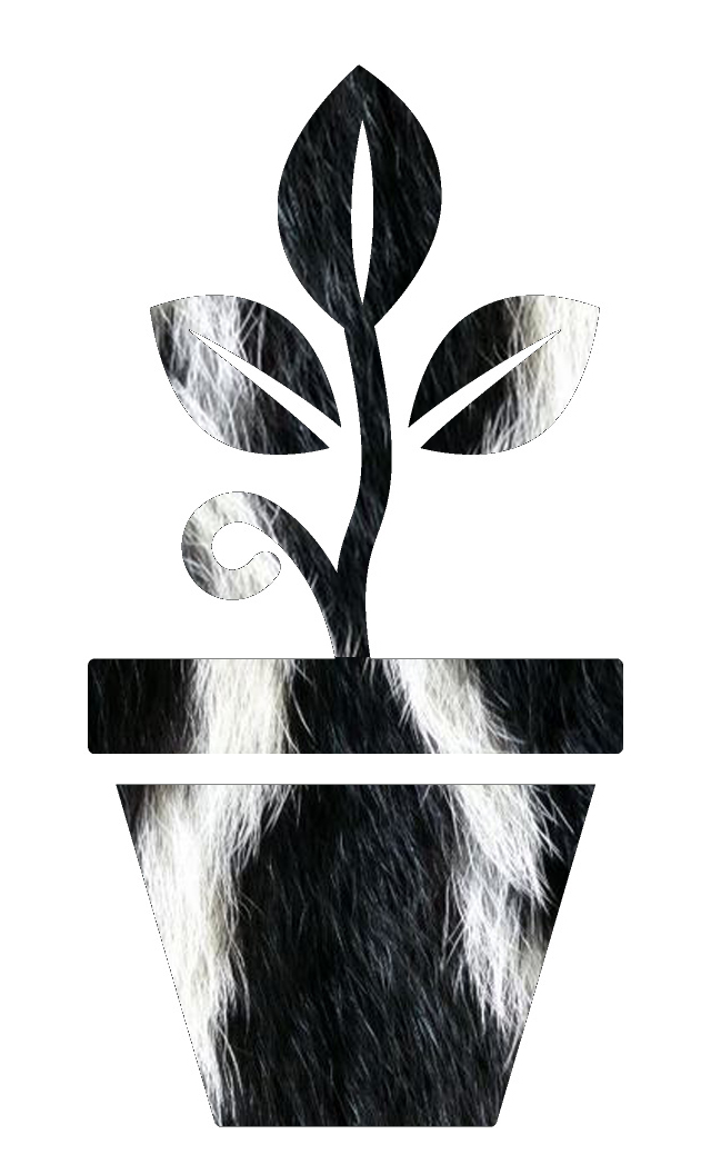 Skunk
