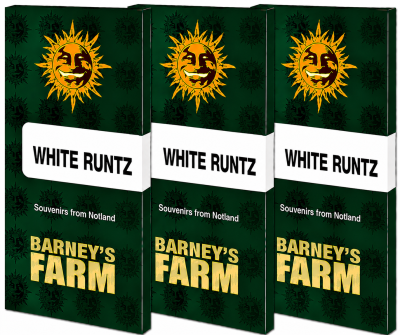 картинка White Runtz от магазина Semki