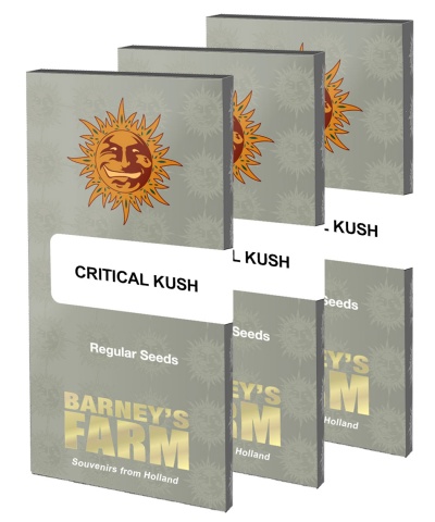 картинка Critical Kush reg. от магазина Semki