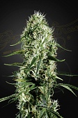 картинка Super Silver Haze от магазина Semki