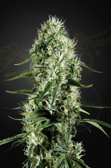 картинка Super Silver Haze от магазина Semki