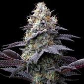 картинка Bubblegum Gelato от магазина Semki