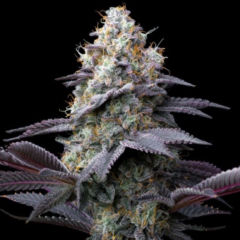 картинка Bubblegum Gelato от магазина Semki
