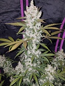 картинка Girl Scout Cookies Auto от магазина Semki