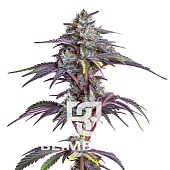 картинка Blackberry Moonrocks от магазина Semki