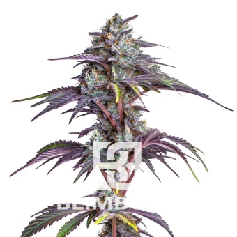 картинка Blackberry Moonrocks от магазина Semki