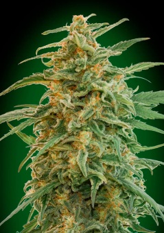 картинка Auto Gorilla от магазина Semki