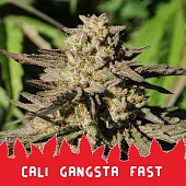картинка Cali Gangsta Fast от магазина Semki