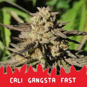 картинка Cali Gangsta Fast от магазина Semki