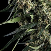 картинка Northern Lights Auto от магазина Semki