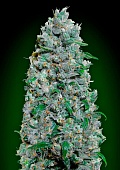картинка Auto Afghan Mass XXL от магазина Semki