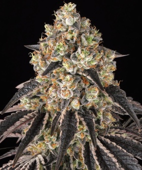 картинка Black Cherry Gushers от магазина Semki