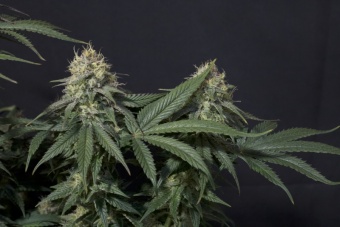 картинка Tropicana Cookies FF от магазина Semki