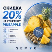 -20% НА PINEAPPLE-СОРТА! от магазина Semki