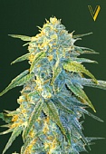 картинка Auto Northern Light от магазина Semki