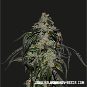 картинка Soyuz OG Express от магазина Semki