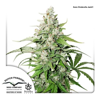 картинка Auto Cinderella Jack от магазина Semki