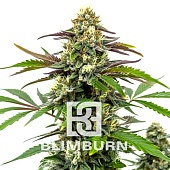 картинка Bubble Gum Sherb от магазина Semki