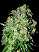 картинка Critical от магазина Semki