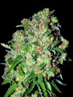 картинка Critical от магазина Semki