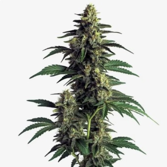 картинка Northern Lights от магазина Semki