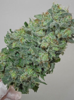 картинка Flashberry reg. от магазина Semki