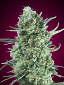 картинка Auto Bubble Gum от магазина Semki