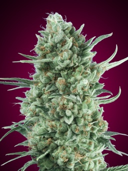картинка Auto Bubble Gum от магазина Semki