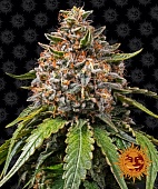 картинка White Widow XXL от магазина Semki