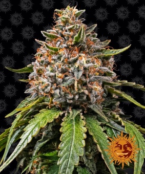 картинка White Widow XXL от магазина Semki