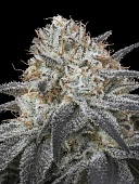 картинка Auto Slurricane от магазина Semki