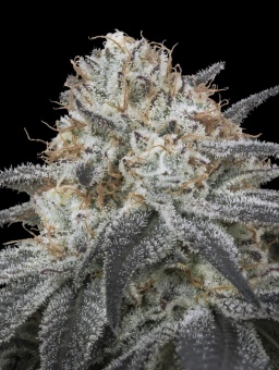 картинка Auto Slurricane от магазина Semki