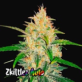 картинка Zkittlez Auto от магазина Semki
