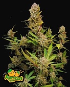 картинка Apricot Auto от магазина Semki