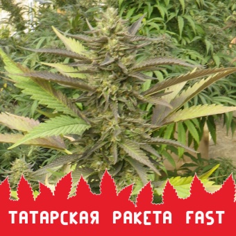 картинка Татарская Ракета Fast от магазина Semki