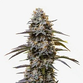 картинка Granddaddy Purple Auto от магазина Semki