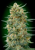 картинка Gorilla Fast от магазина Semki