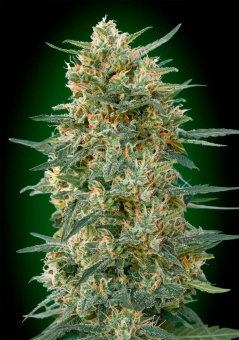 картинка Gorilla Fast от магазина Semki