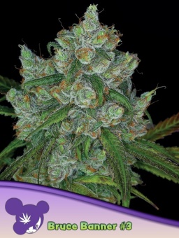 картинка Bruce Banner #3 от магазина Semki