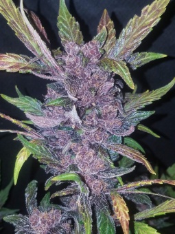 картинка LSD-25 Auto от магазина Semki