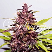 картинка Dark Purple Auto от магазина Semki