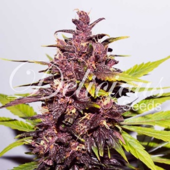 картинка Dark Purple Auto от магазина Semki