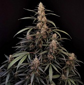 картинка Original Auto Amnesia Haze от магазина Semki