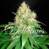 картинка Northern Light Blue от магазина Semki