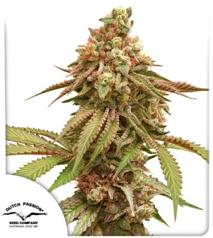 картинка Tropical Tangie от магазина Semki
