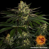 картинка Gorilla Zkittlez от магазина Semki