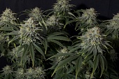 картинка Gorilla Cookies FF от магазина Semki