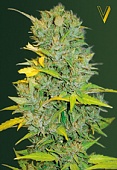 картинка Auto Biggest Bud  от магазина Semki