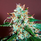 картинка Critical Neville Haze 2.0 от магазина Semki